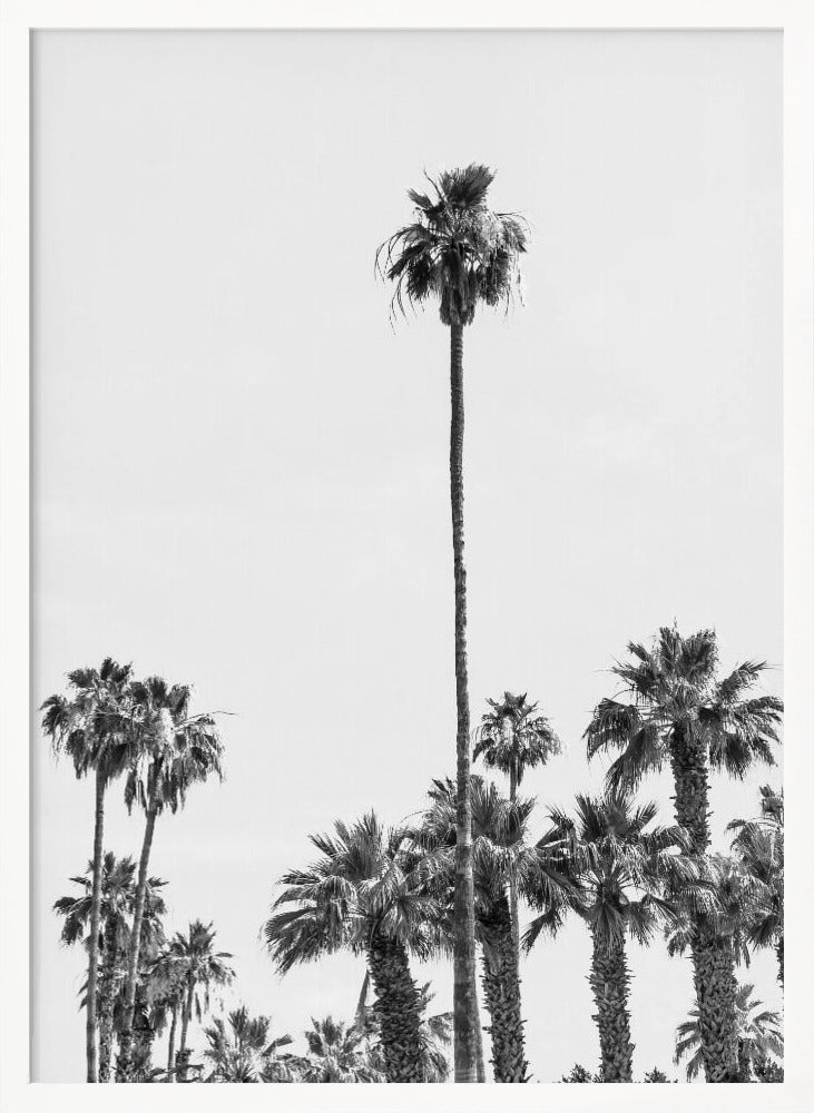 Palm Trees at the beach | monochrome Poster