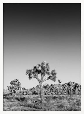 Joshua Trees - monochrome Poster