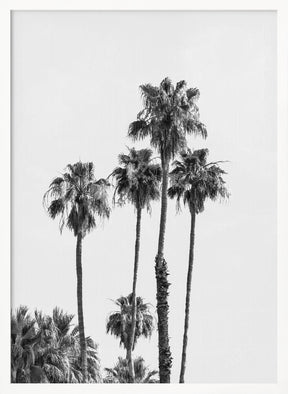 Palm trees | monochrome Poster