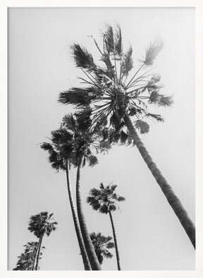 Palm trees in the sun | monochrome Poster