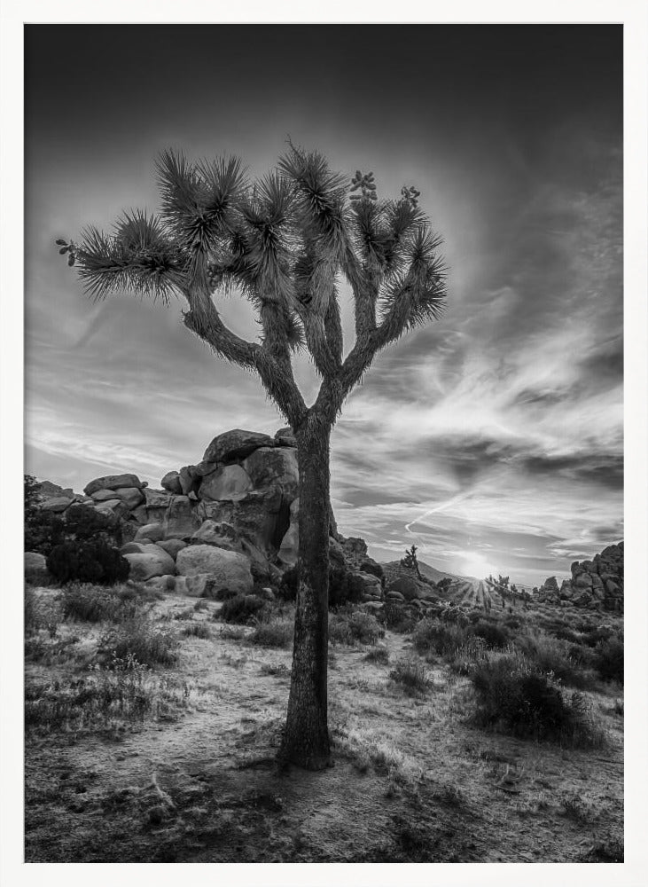 Charming sunset in Joshua Tree National Park Poster