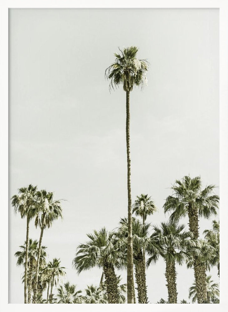 Palm Trees at the beach Poster