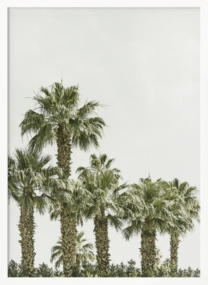 Tropical Palm Trees | Vintage Poster