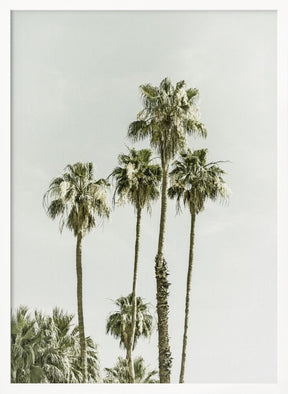 Palm Trees Summertime Poster