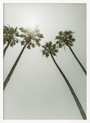 Palm Trees in the sun | Vintage Poster