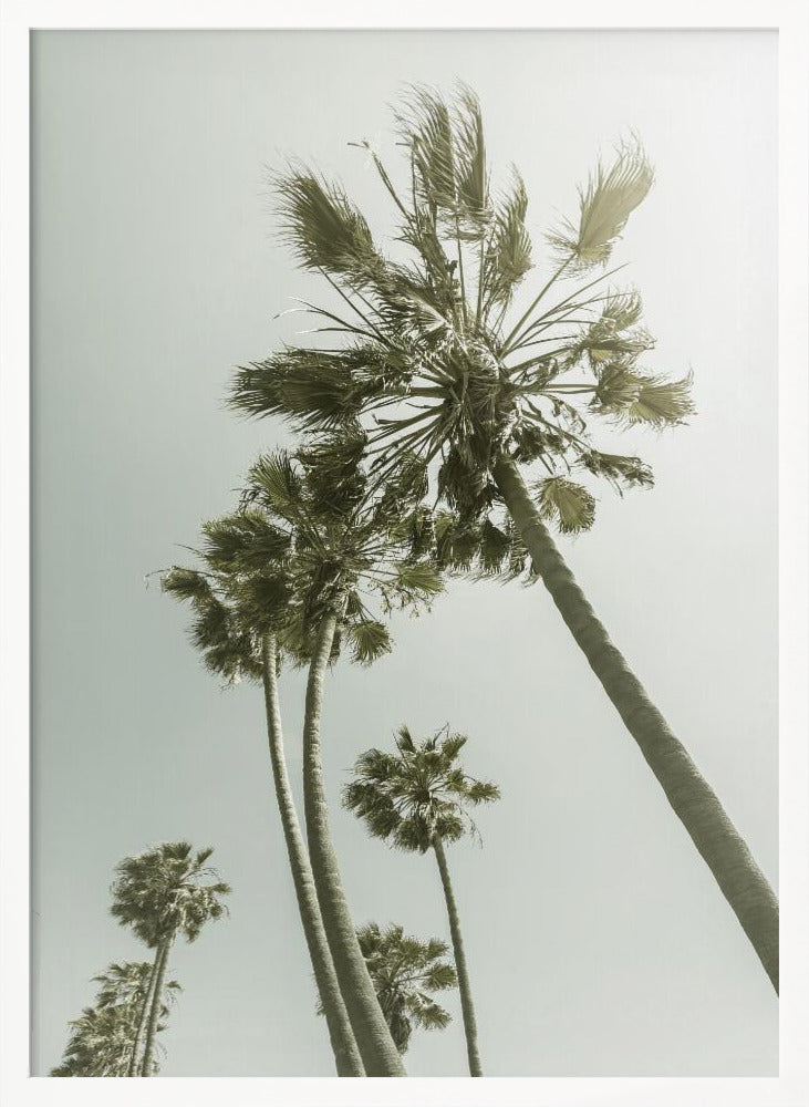 Vintage Palm Trees in the sun Poster