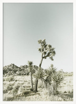 Joshua Tree National Park Vintage Impression Poster