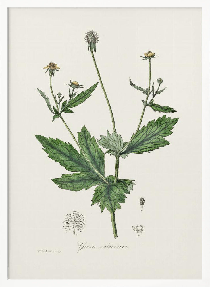 Wood Avens (geum Urbanum)  Medical Botany Poster