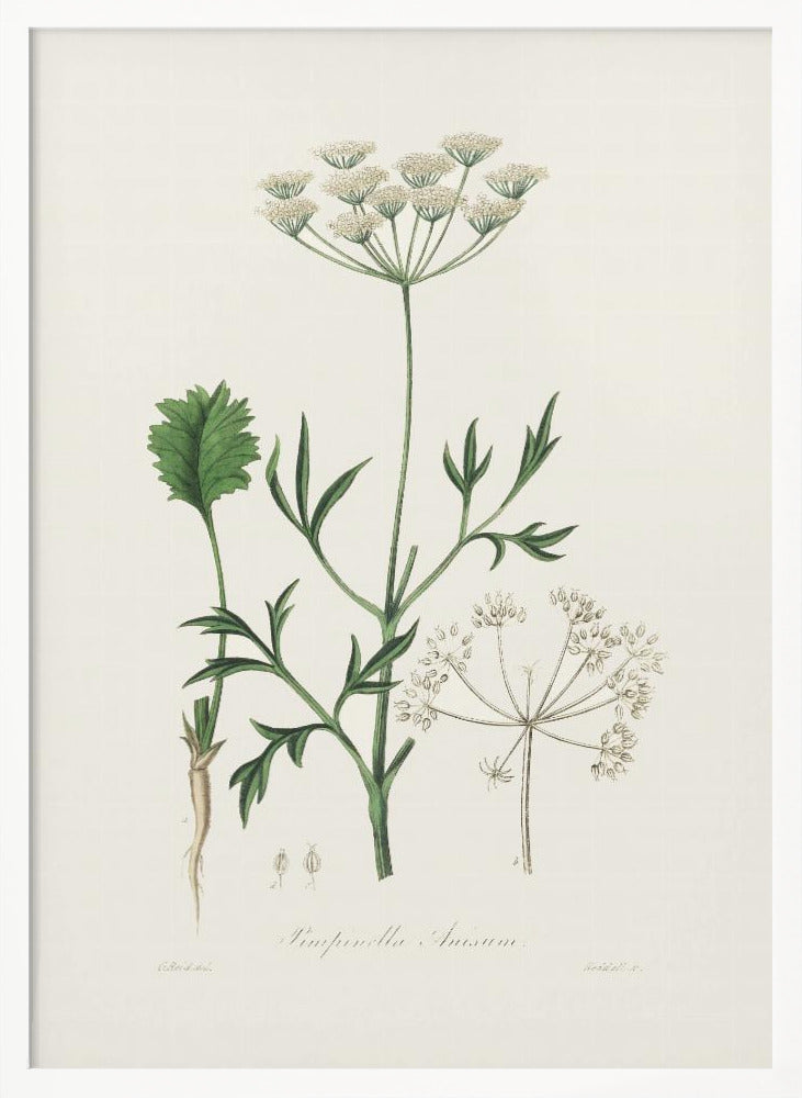 Aniseed (pimpinella Anisum) Medical Botany Poster