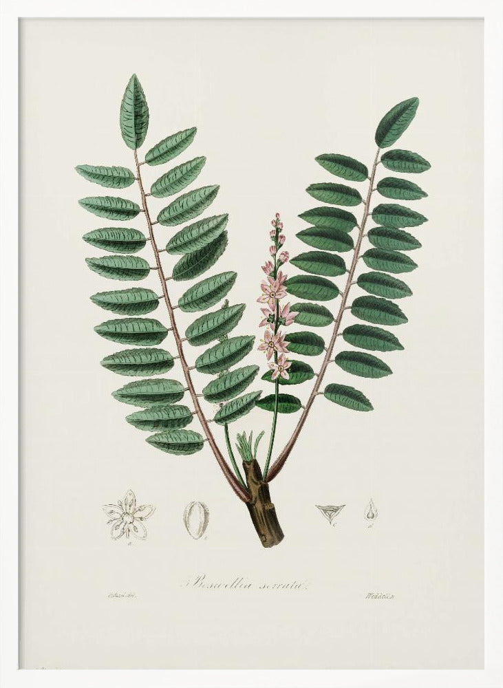 Boswellia Serrata Medical Botany Poster