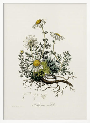 Chamomile (anthemis Nobilis) Medical Botany Poster