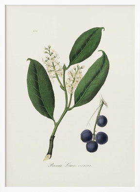 Cherry Laurel (prunus Laurocerasus) Medical Botany Poster