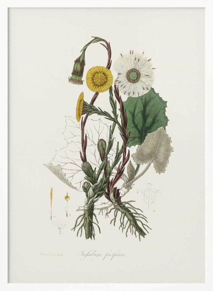 Coltsfoot (tussilago Farfara)  Medical Botany Poster