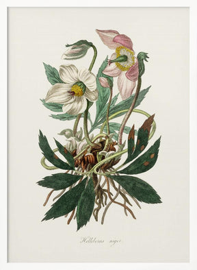 Christmas Rose (helleborus Niger)  Medical Botany Poster