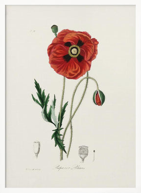 Common Poppy (papaver Rhoeas) Medical Botany Poster