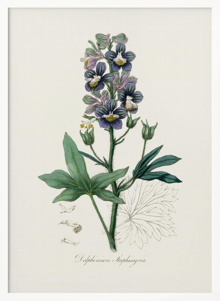 Delphinum Staphisagria Medical Botany Poster