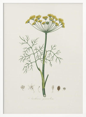 Dill (anethum Graveolens)  Medical Botany Poster