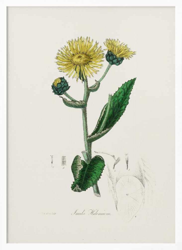 Elecampane (inula Helenium) Medical Botany Poster