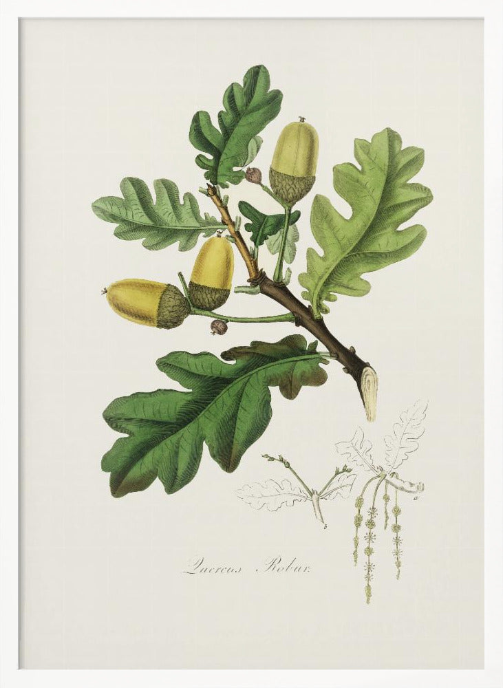 English Oak (quercus) Medical Botany Poster