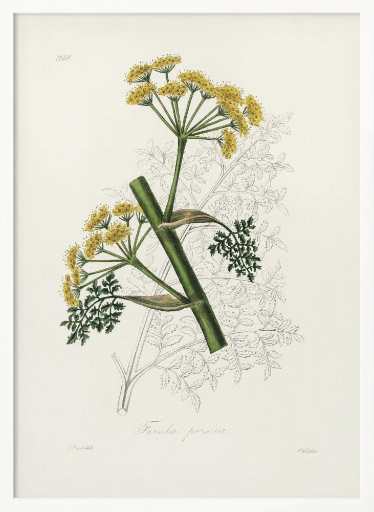 Ferula Persica Medical Botany Poster