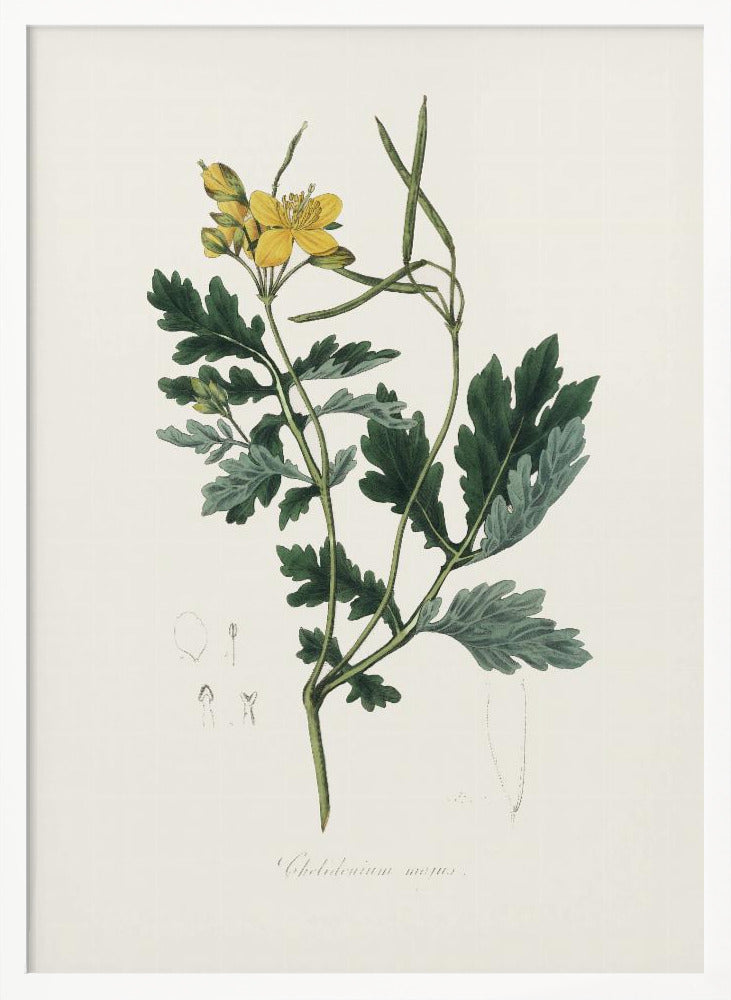 Greater Celandine (chelidonium Majus) Medical Botany Poster