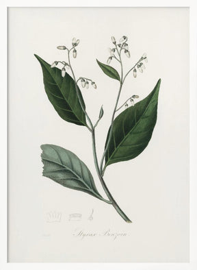 Gum Benjamin Tree (styrax Benzoin Medical Botany Poster