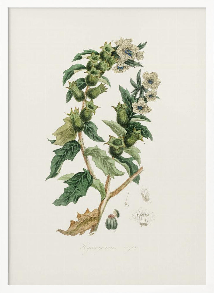 Henbane (hyoscyamus Niger) Medical Botany Poster