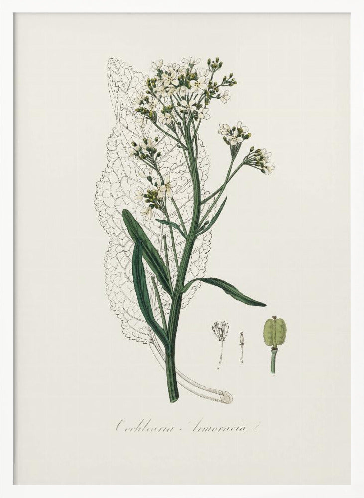 Horseradish (cochlearia Armoracia)  Medical Botany Poster