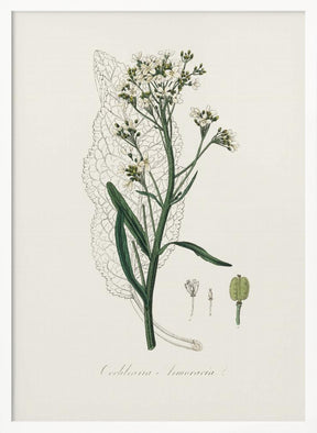 Horseradish (cochlearia Armoracia)  Medical Botany Poster