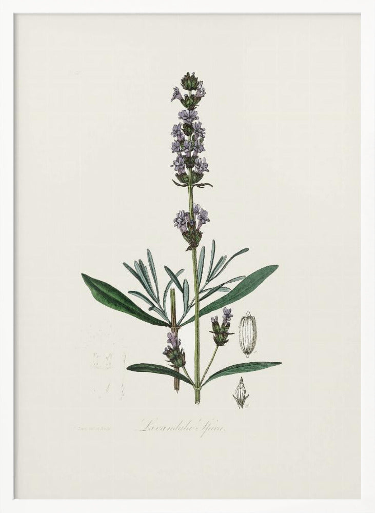 Lavender (lavandula Ipica)  Medical Botany Poster