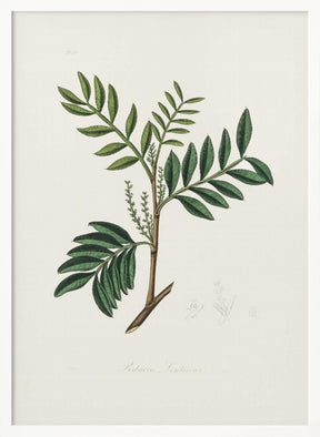 Lentisk (pistacia Lenitiscus) Medical Botany Poster