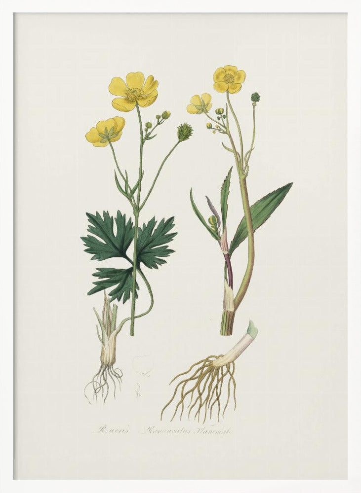 Lesser Spearwort (ranunculus Flammula) Medical Botany Poster