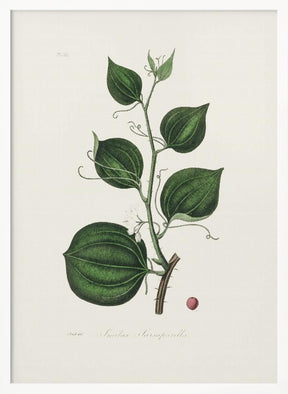 Lmilax Larsaparilla  Medical Botany Poster