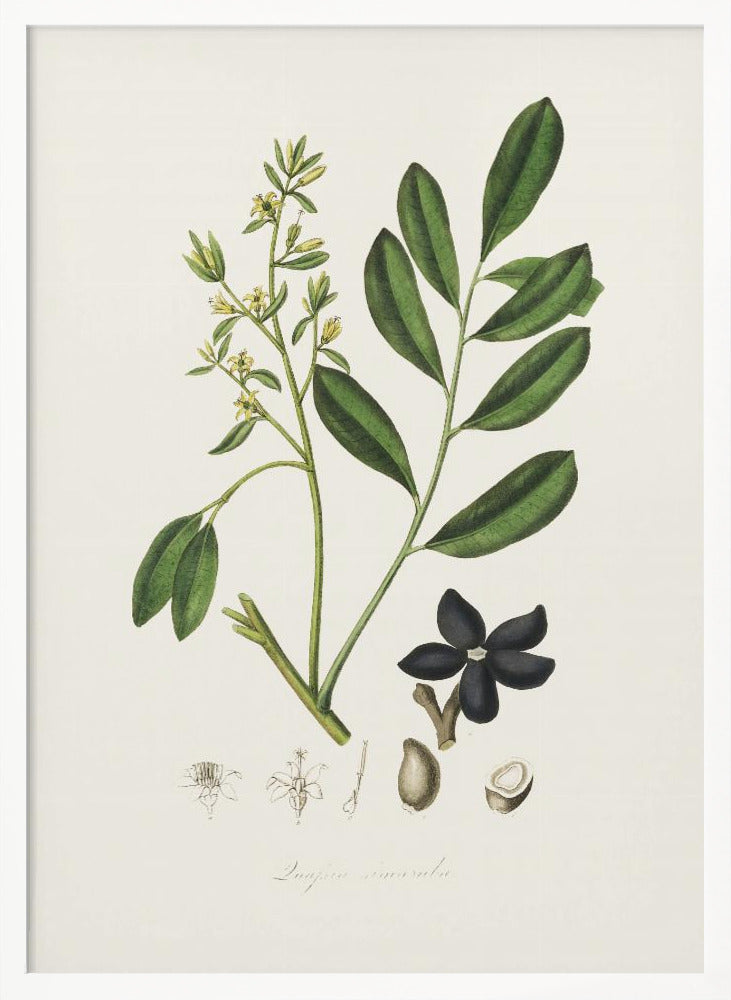 Lualsia Simarula Medical Botany Poster