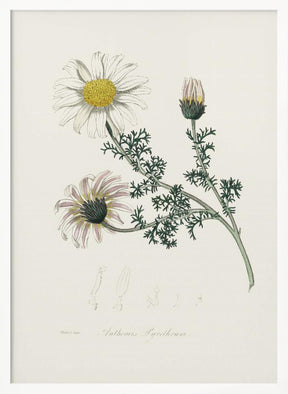 Mount Atlas Daisy (anthemis Pyrethrum) Medical Botany Poster