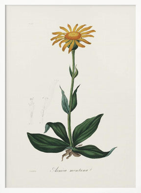 Mountain Arnica (arnica Montana) Medical Botany Poster