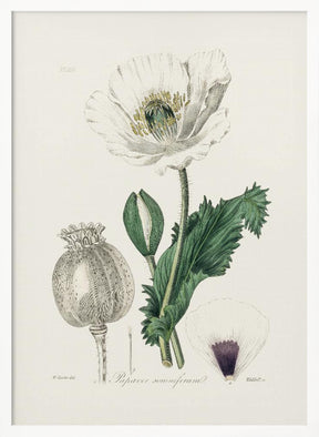 Opium Poppy (papaver Somniferum) Medical Botany Poster