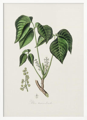 Poison Ivy (rhus Toxicodendron) Medical Botany Poster