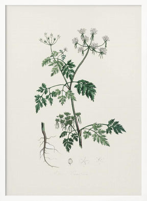 Poison Parsley (aethusa Cynapium) Medical Botany Poster