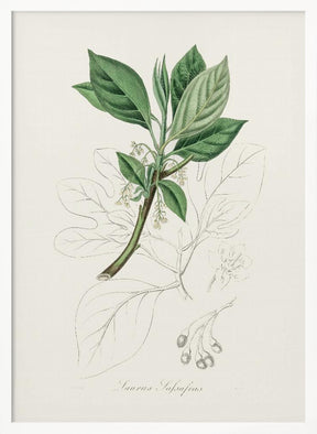 Sassafras (laurus Sassafras) Medical Botany Poster