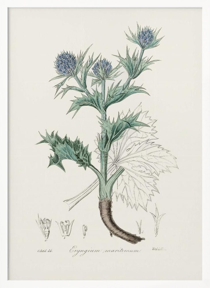 The Sea Holly (eryngium Mmaritimum) Medical Botany Poster