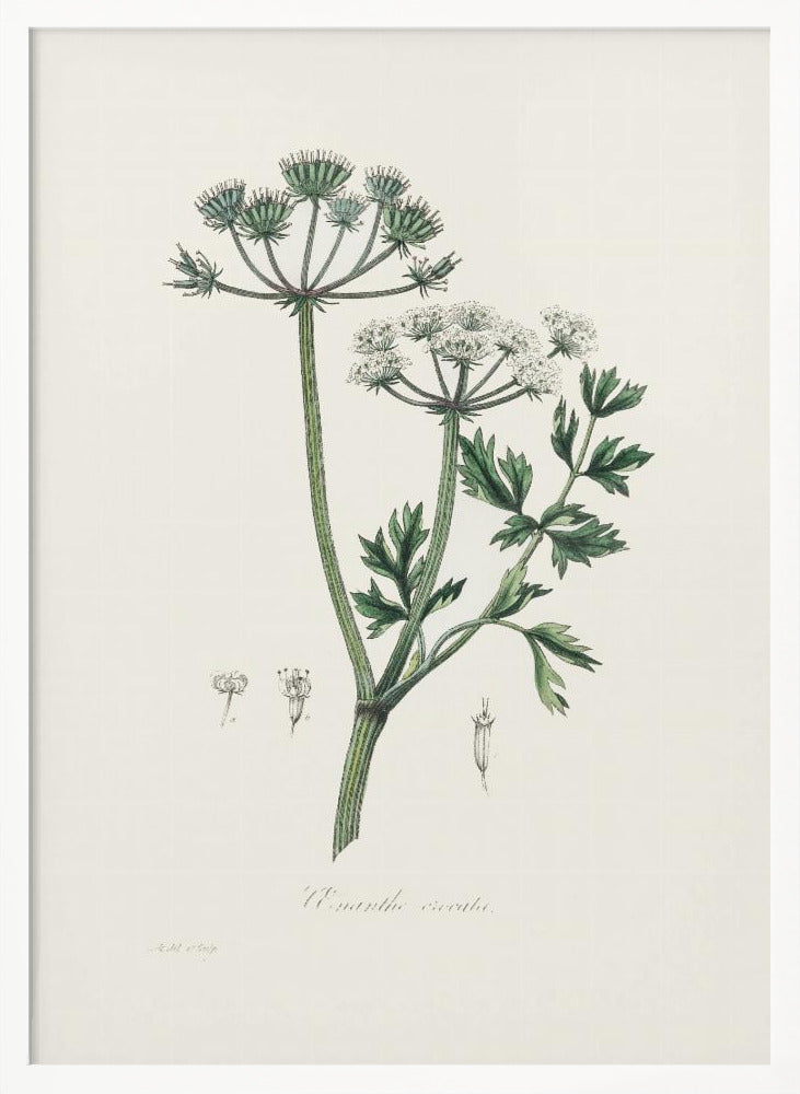 Water Dropwort (onanthe Grocata) Medical Botany Poster