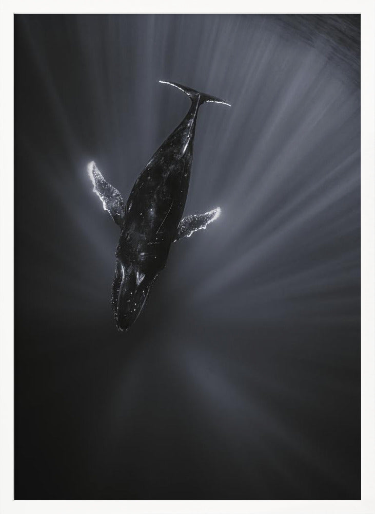 Light and Whale Poster