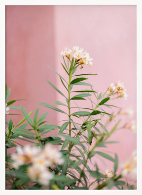 Soft greens and Pink | Botanical Oaxaca Mexico Poster