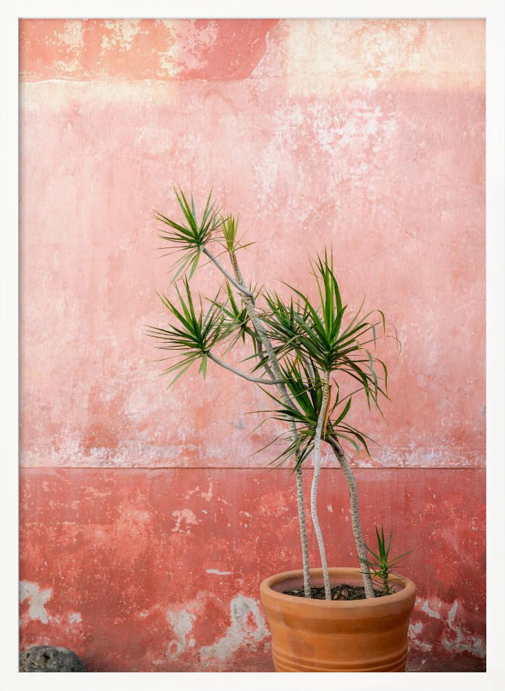 Botanical Oaxaca | Mexico travel photography Poster