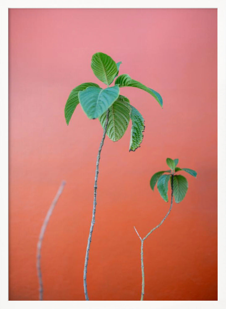 Green on Orange | Oaxaca Botanical vibes Poster