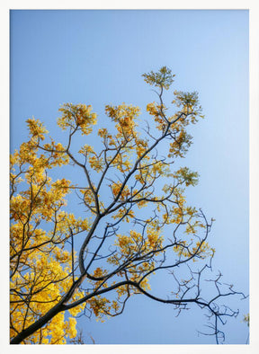 Yellow Bloom | Oaxaca Mexico Poster