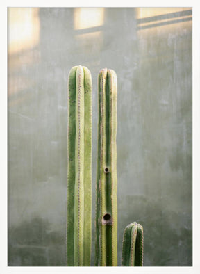 Greens and grey | Cacti in Oaxaca Mexico Poster