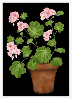 Pink Geranium Poster