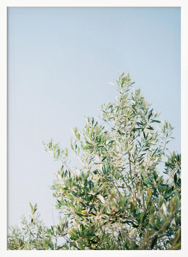 Olives In Ostuni | Italy Travel Photography Poster